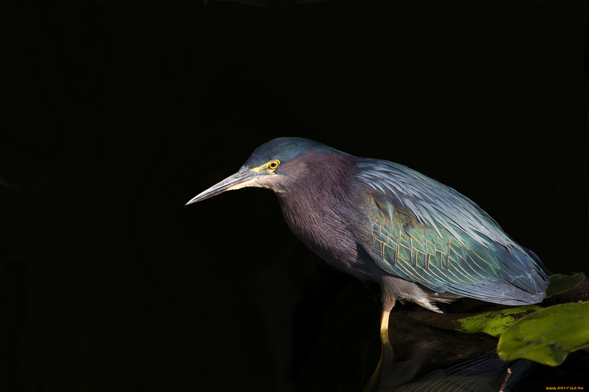 green heron, , ,  , 